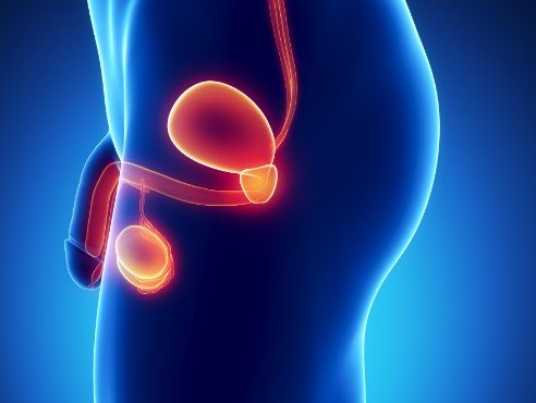 anatomia prostata localizacao corpo masculino.jpg
